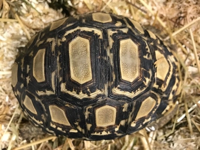 Leopardskildpadde (Geochelone pardalis Pardalis)